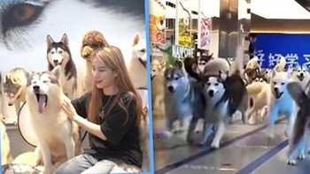 100 con chó Husky 'vượt ngục' gây náo loạn trung tâm mua sắm