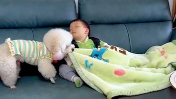 Chó cưng đắp chăn cho cậu chủ ngủ