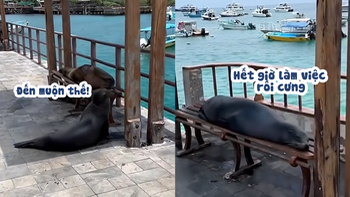 Du khách ngơ ngác khi sư tử biển giành hết chỗ ngồi