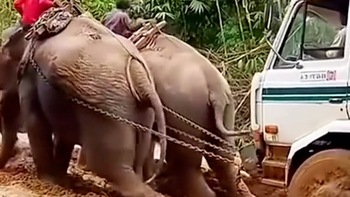 Hai chú voi hợp sức giải cứu ô tô tải bị mắc kẹt ở sình lầy