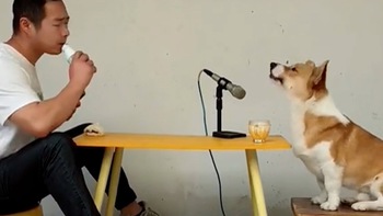 Chú chó ngồi hát song ca với ông chủ siêu ngầu