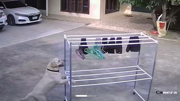 Chú chó thông minh giúp gia chủ phơi quần áo