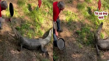 Cá sấu ăn nguyên cái chảo vào đầu cuống cuồng bỏ chạy