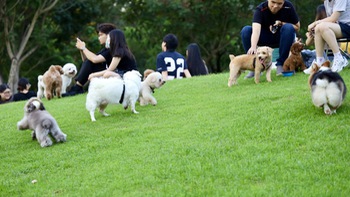 Chó thả rông chạy loạn xạ tại công viên Hồ Bán Nguyệt