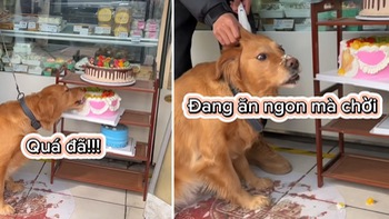 Cậu chủ chán không buồn nói khi chó cưng lén ăn bánh gato của quán