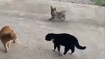 Chú chó cổ vũ nhiệt tình cho hai con mèo đánh nhau
