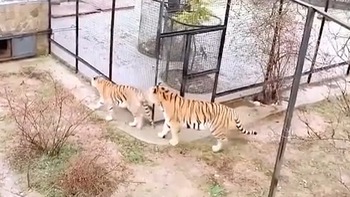 Hổ mẹ hiểu ý vào chuồng để người nhân viên cứu hổ con kẹt gốc cây