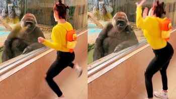 Khỉ đột chán khi bị nữ du khách nhảy nhót trêu ngươi