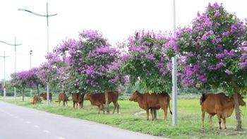 Ảnh vui 25-5: Mỗi cây bằng lăng có một 'nàng thơ'