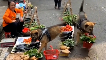 Chú chó biết cầm làn đi chợ giúp đỡ cô chủ