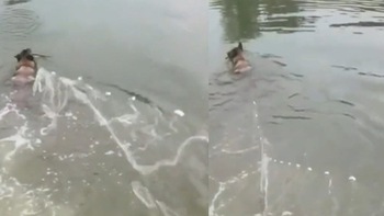 Chú chó bơi xuống ao giúp sen thả lưới bắt cá