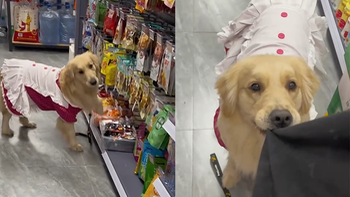 Chú chó nằng nặc đòi ông chủ mua kẹo trong siêu thị