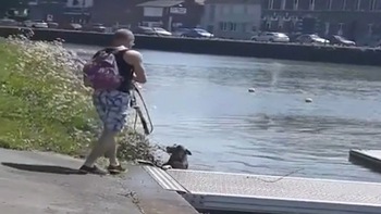 Chú chó 'đuối nước' vừa được cứu lại nhảy xuống sông