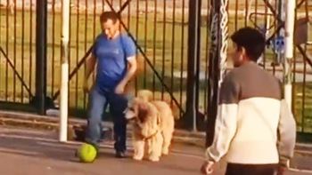 Chú chó lao ra bắt bóng như thủ môn chuyên nghiệp
