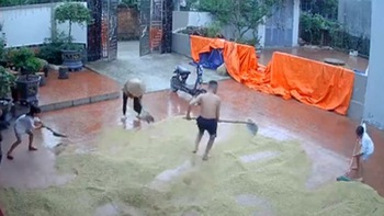 Thanh niên cào lúa chạy mưa được dân mạng chấm 10 điểm