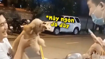 Những chú chó cưng hổ báo nhưng mang trong mình gan chuột nhắt