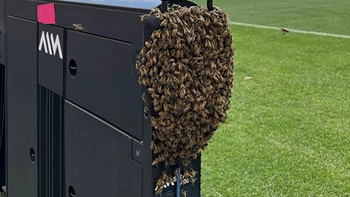 Sân vận động Euro 2024 bị bầy ong 'xâm chiếm'