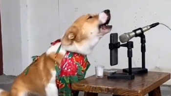 Chú chó hát karaoke đúng nhịp