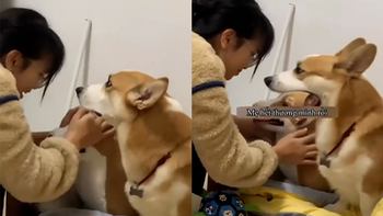 Chú chó corgi buồn bã vì nghĩ cô chủ hết thương mình