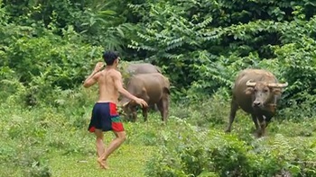 Trâu ngơ ngác nhìn thanh niên nhún nhảy lêu lêu