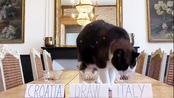 Mèo Nimbus ‘quay xe’ sau dự đoán tuyển Ý hòa Croatia ở Euro 2024