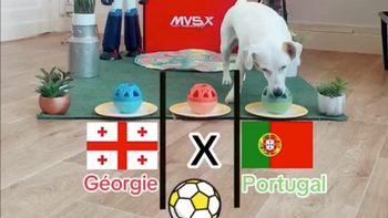 Thú cưng dự đoán tuyển Bồ Đào Nha sẽ thắng Georgia tại Euro 2024