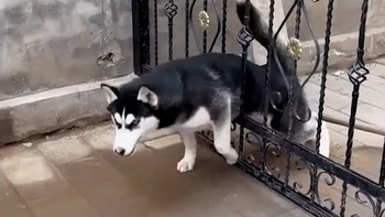 Gia chủ bất lực với husky ngốc nghếch