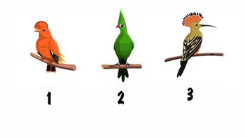 Quiz: Loài chim yêu thích hé lộ tính cách bí ẩn của bạn