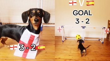 Chú chó Mila dự đoán tuyển Anh thắng Tây Ban Nha 3-2 ở Euro 2024