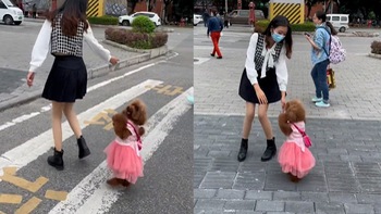 Chó poodle ăn mặc diện như em bé, dạo phố cùng cô chủ