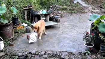 Chú chó giải cứu con gà để không bị sen làm thịt