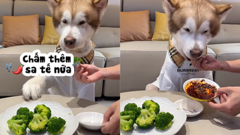 Chú chó đòi ăn rau chấm sa tế siêu hài