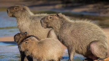 Bạn trẻ 'vỡ mộng' sau khi gặp con Capybara ở đời thực