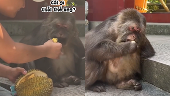 Chú khỉ ghiền ăn sầu riêng