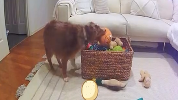 Chú chó thông minh biết dọn đồ chơi ngăn nắp