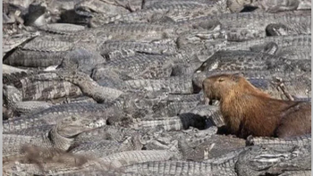 Tại sao giới trẻ mê đứ đừ Capybara?