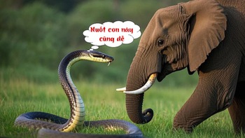 Thành ngữ nào liên quan đến rắn và voi?