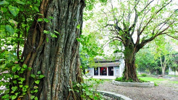 Kiểm kê cổ thụ