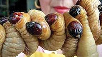 Tại sao không ăn côn trùng?