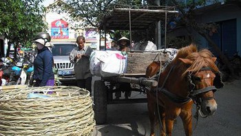 Xe ngựa ơi!