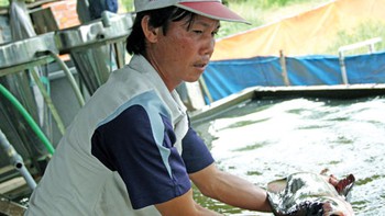 Cứu tinh của cá hiếm