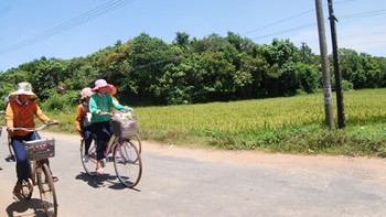 Giữ rừng nguyên sinh bên biển
