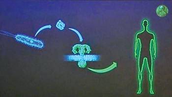 Giải Nobel y sinh học 2011: Vai trò của nhiễm