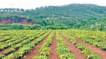 Qua vùng cao su Tây Bắc