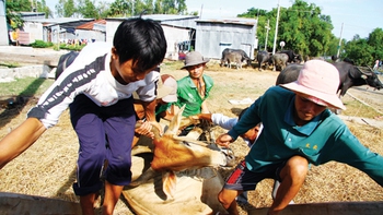 "Nài" trâu, bò