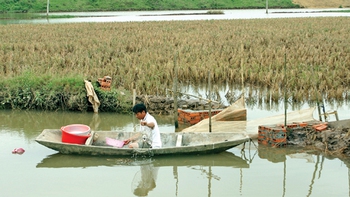 Đợi rươi!