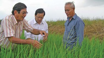 Lúa thơm trên đồng nước mặn