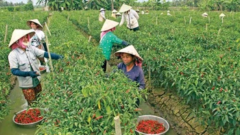 "Vị ngọt" từ cây ớt