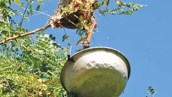 Săn... kiến