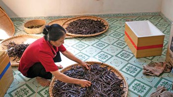 Thế giới tinh tế của vani